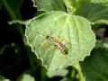 Latibulus cf. argiolus